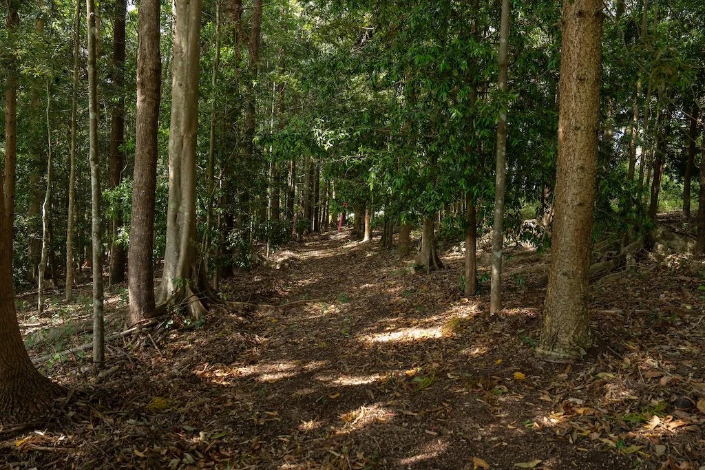 Treefarmer Forest.jpg