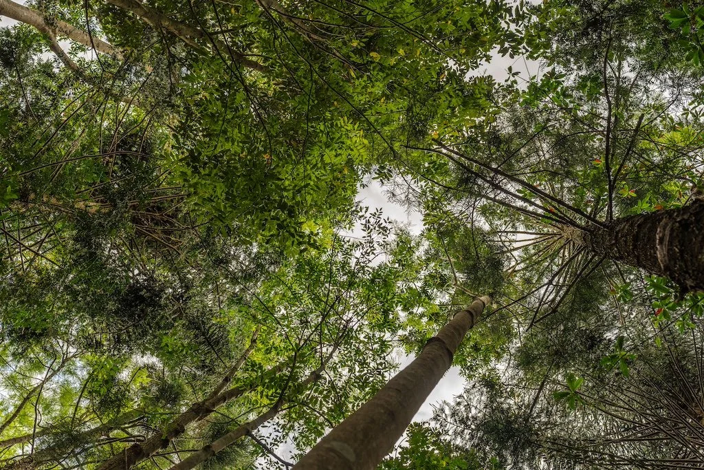 Treefarmer Forest Aerial.jpg