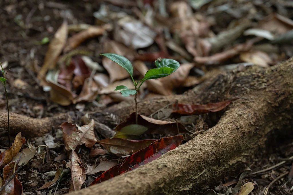 Treefarmer Regrowth.jpg