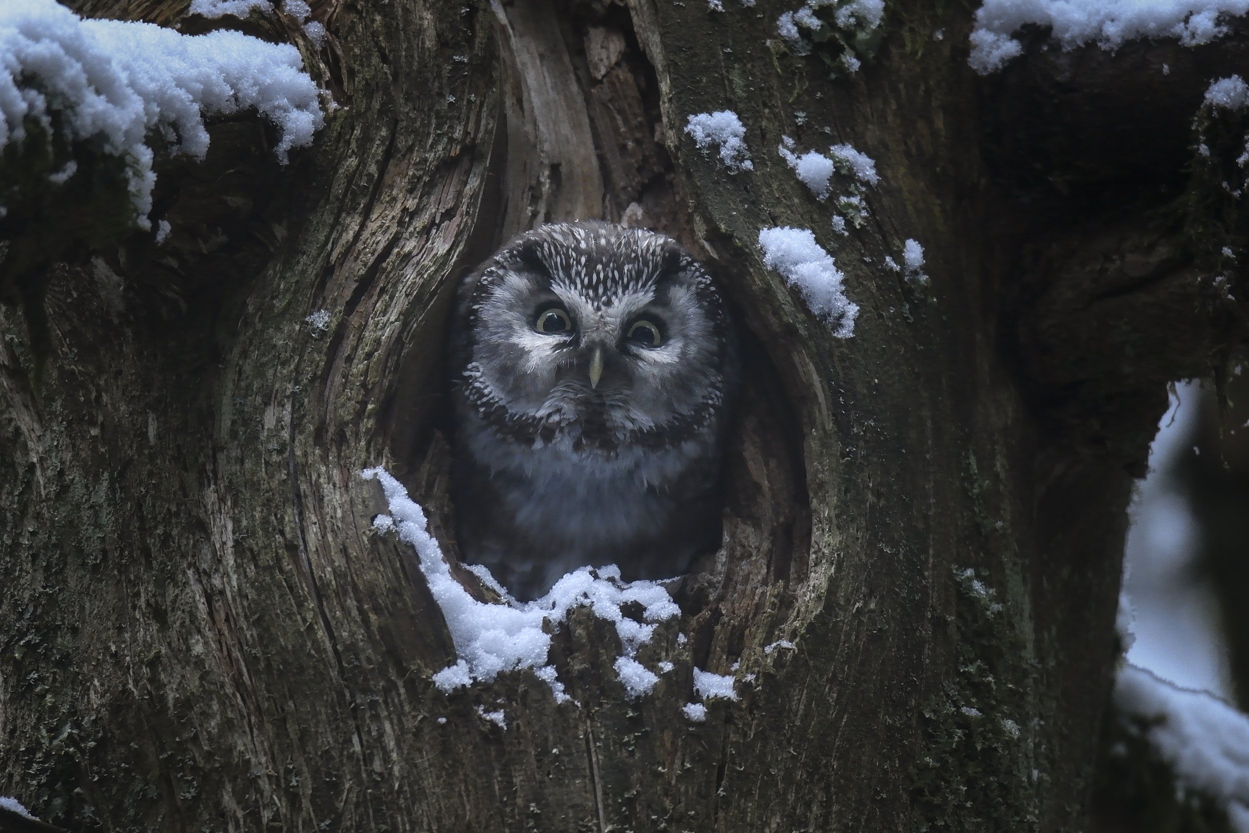 09 - Whispers in the Woods - ©Vincent Munier.jpg