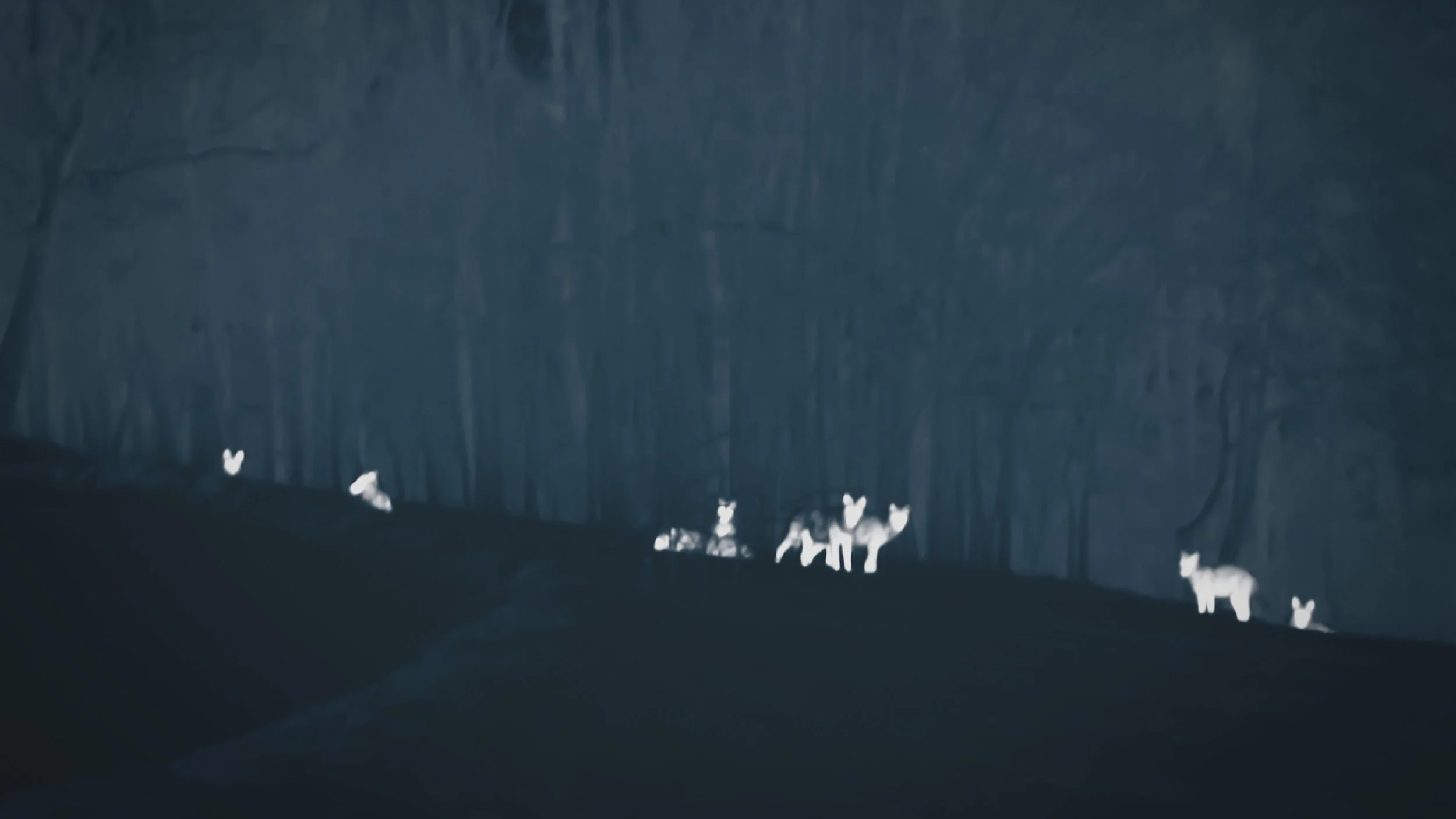 Our Wolves 1.jpg