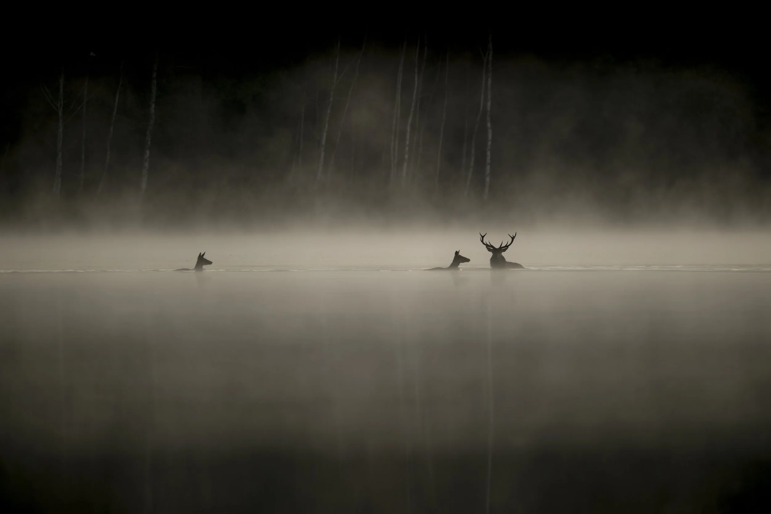 01 - Whispes in the Woods - ©Vincent Munier.jpg