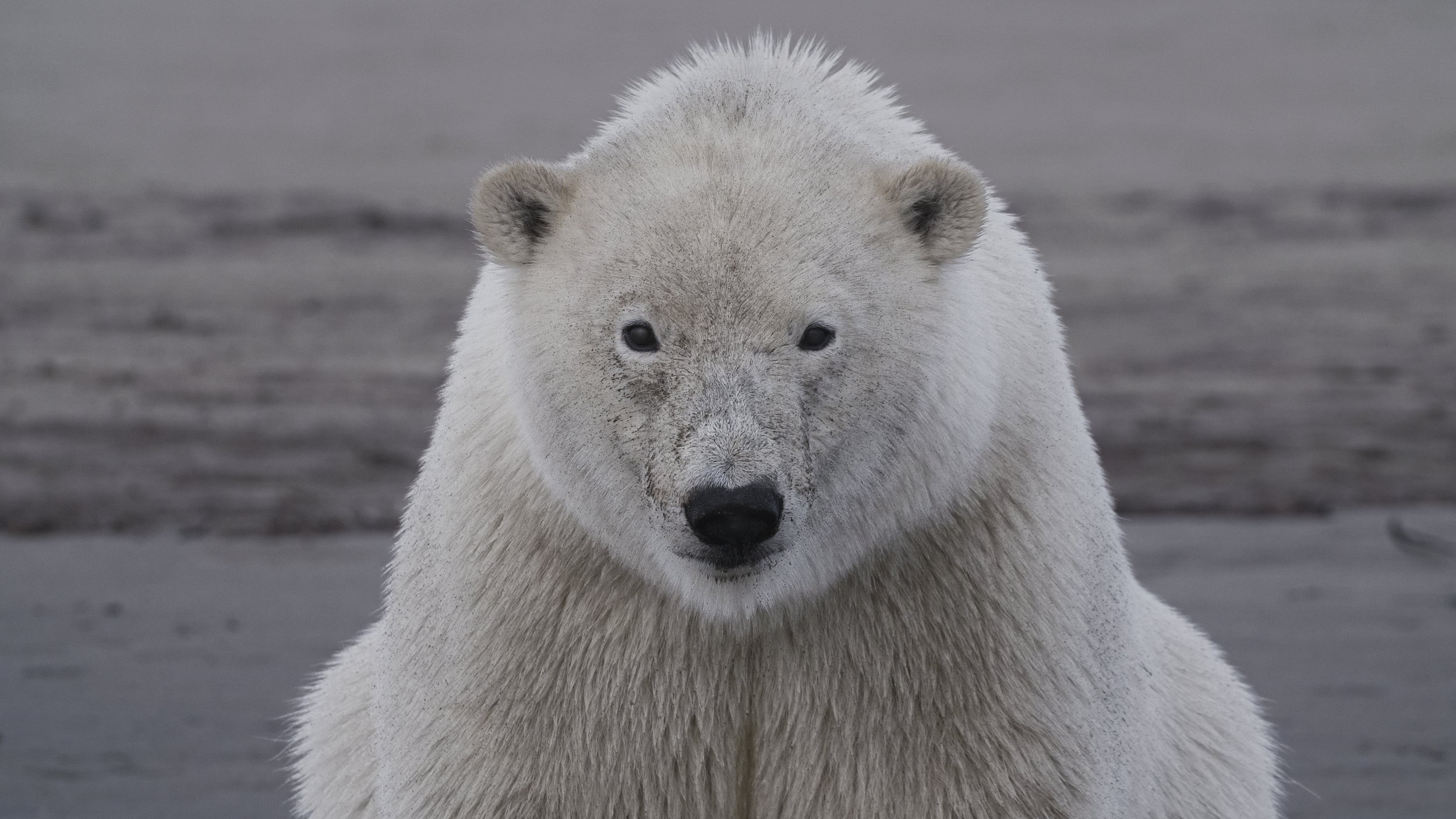 Attenborough at 100 and Australia’s first Nature Film Award Makes its Debut