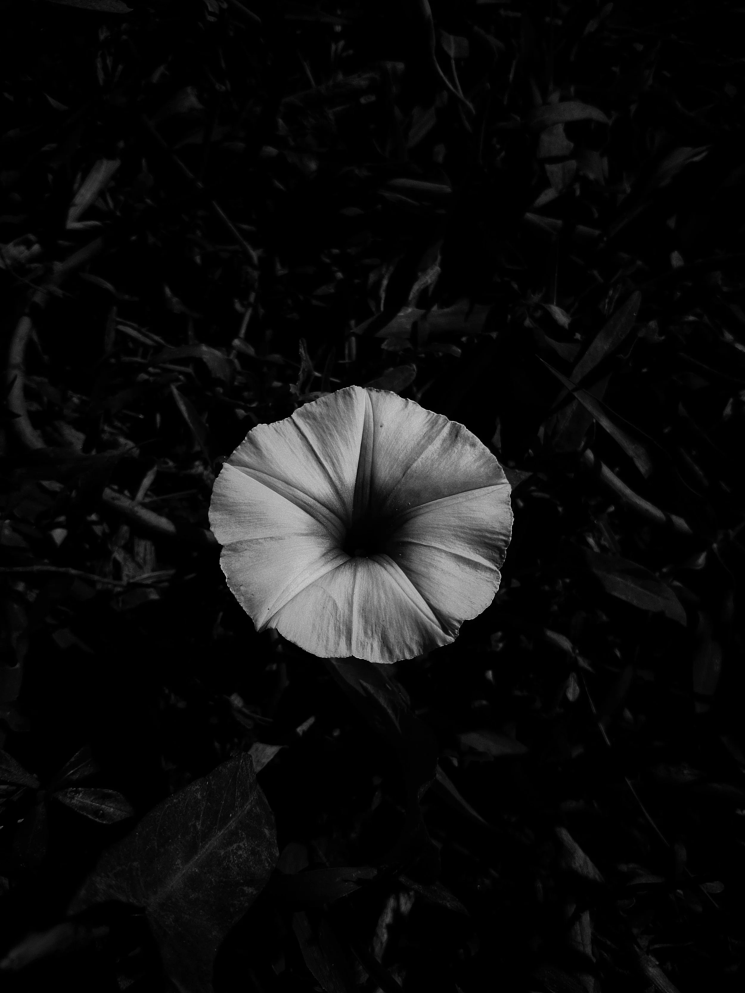 Botanical Silence-Maruf-Oviul-4.jpg