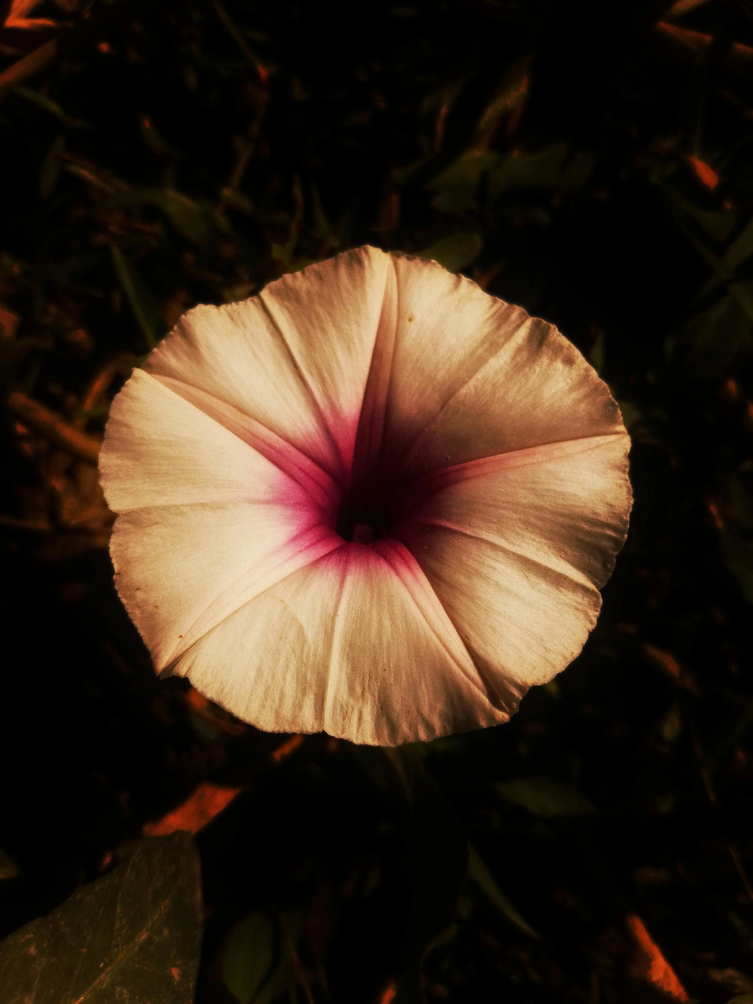 Botanical Silence-Maruf-Oviul-5.jpg