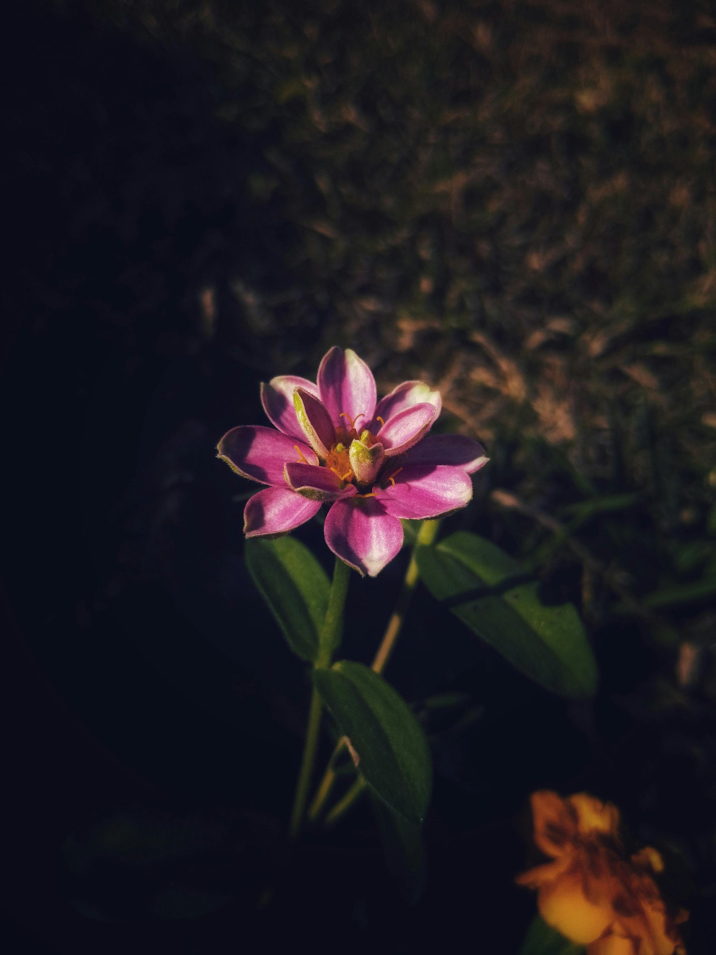 Botanical Silence-Maruf-Oviul-11.jpg