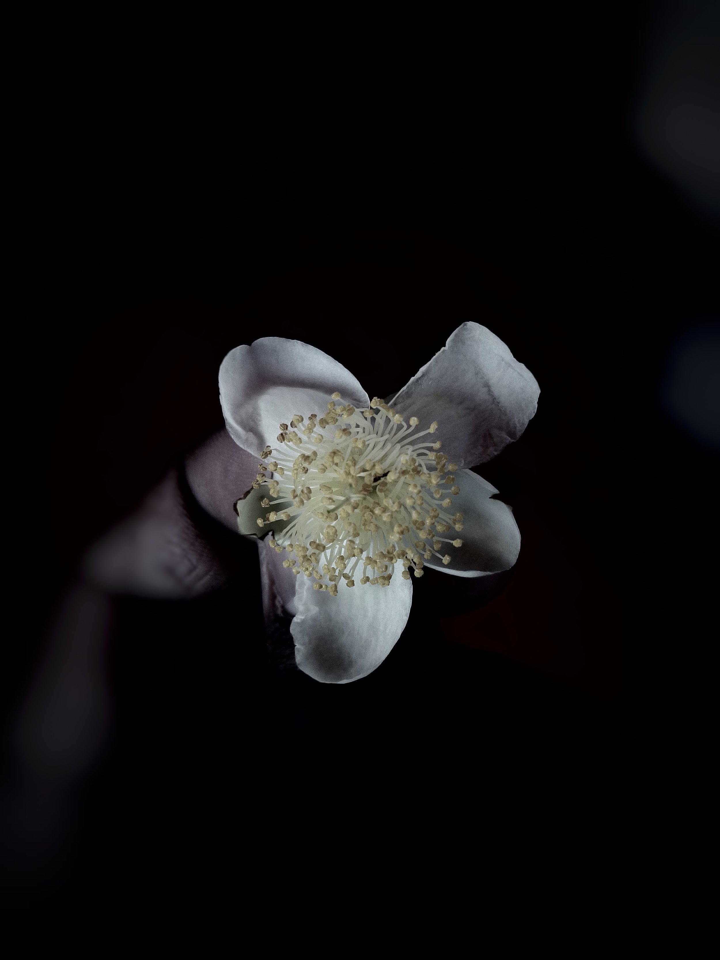 Botanical Silence-Maruf-Oviul-14.jpeg