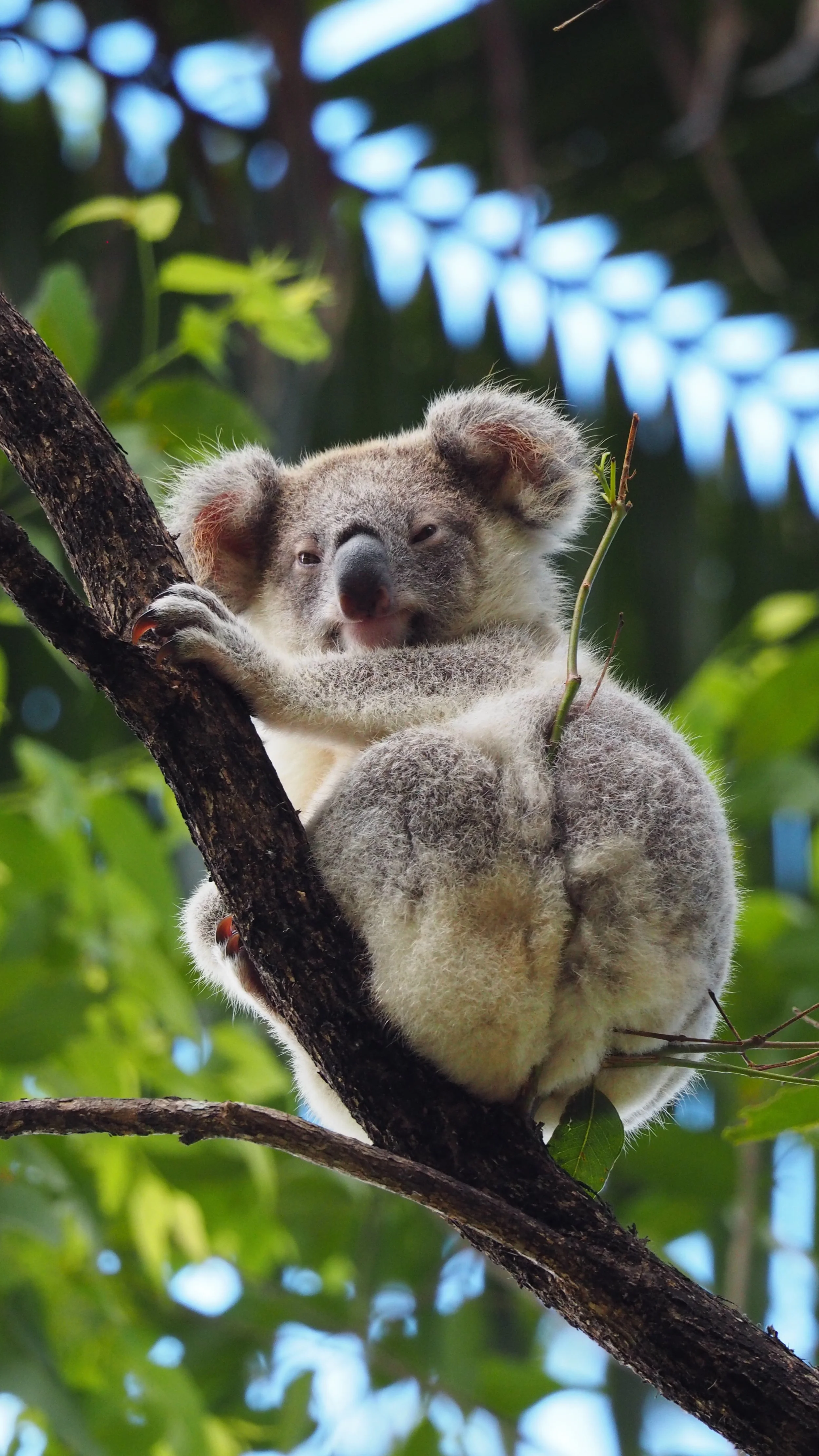 Nightcap Ridge Resident Koala.JPG