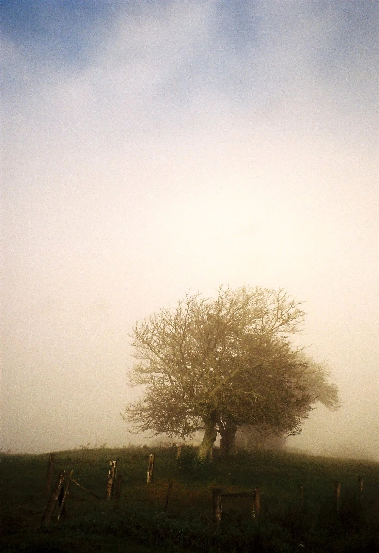 Tree In Mist.jpeg