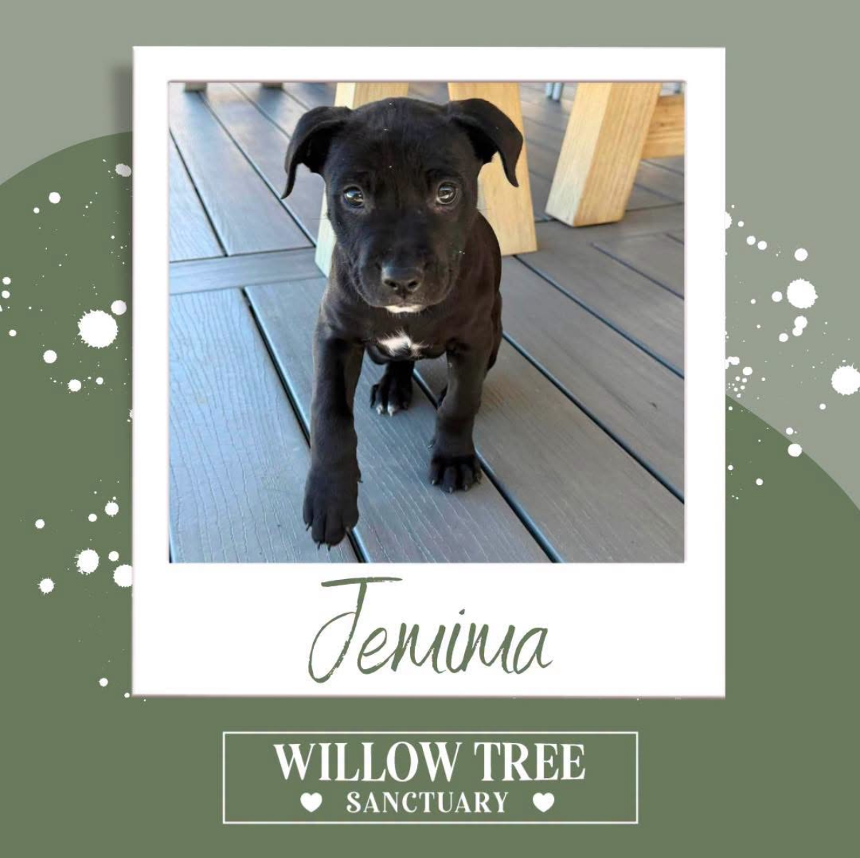 Willow Tree - Jemma.PNG