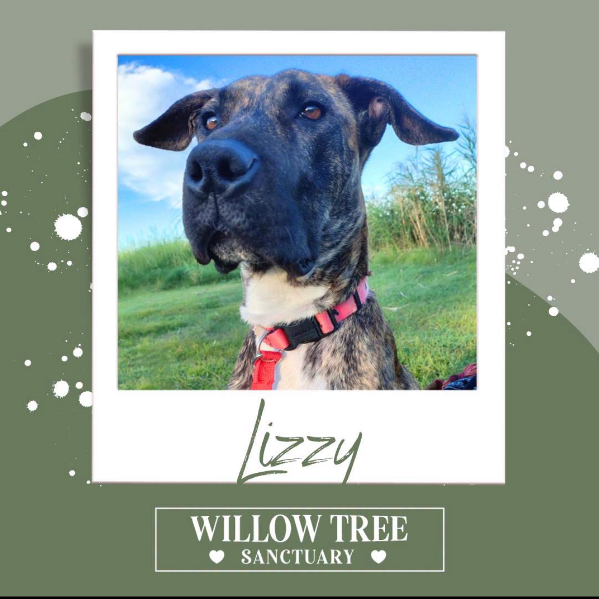 Willow Tree - Lizzy.PNG
