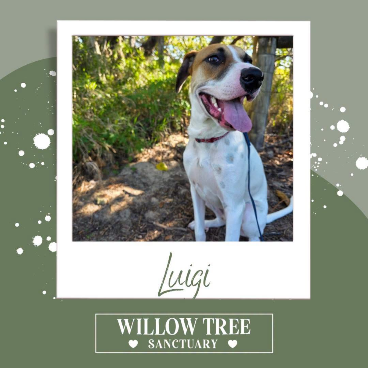 Willow Tree - Luigi.PNG