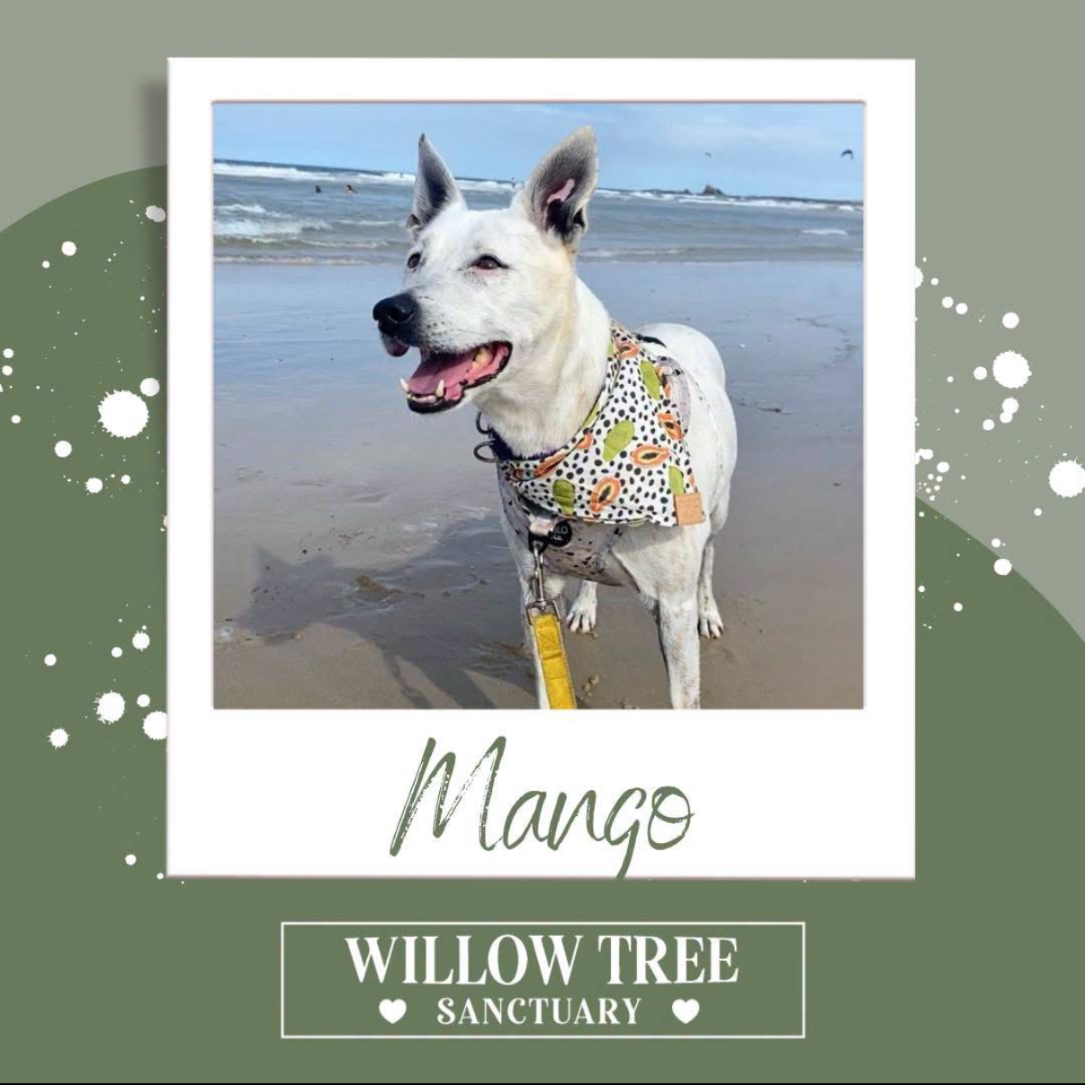 Willow Tree - Mango.PNG