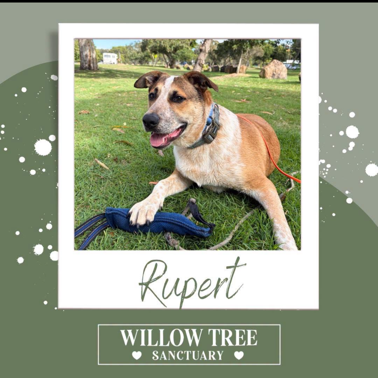 Willow Tree - Rupert.PNG