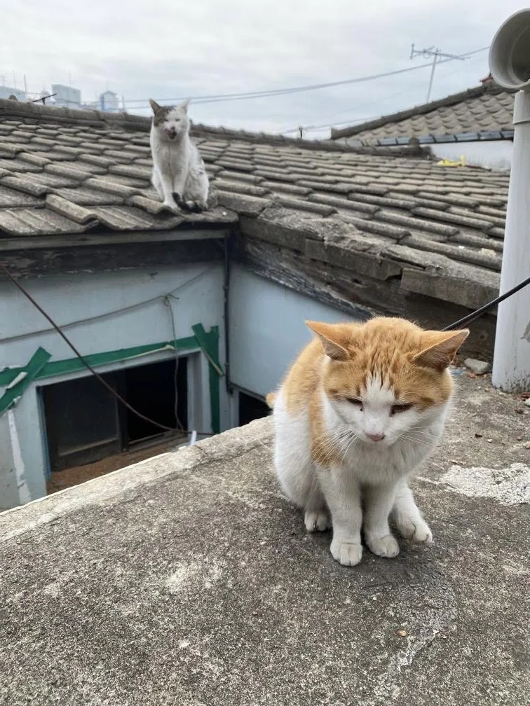Stormi and Jennie brothers from Yongsan Demolition.jpg