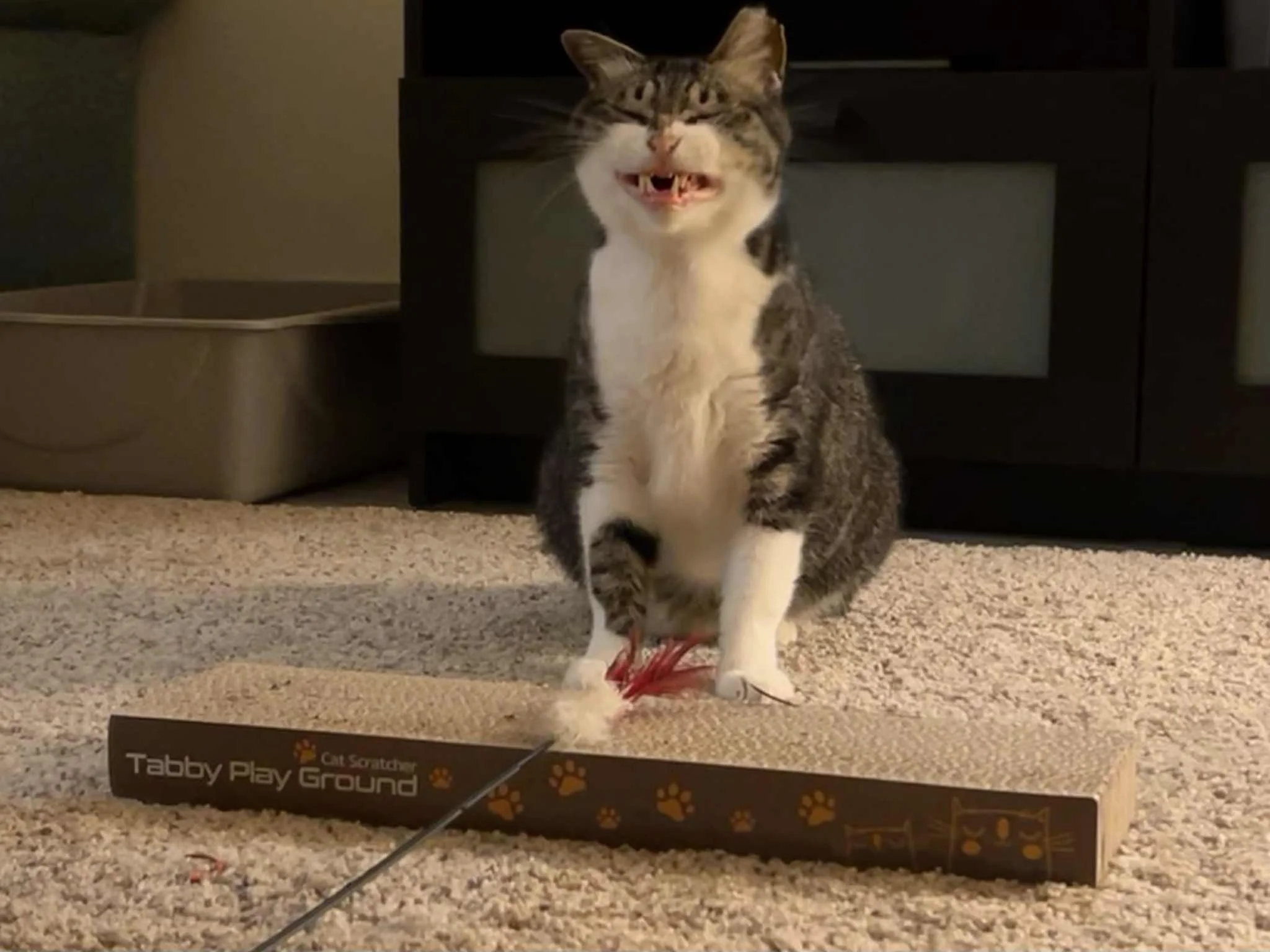 Mac at his forever home.JPG