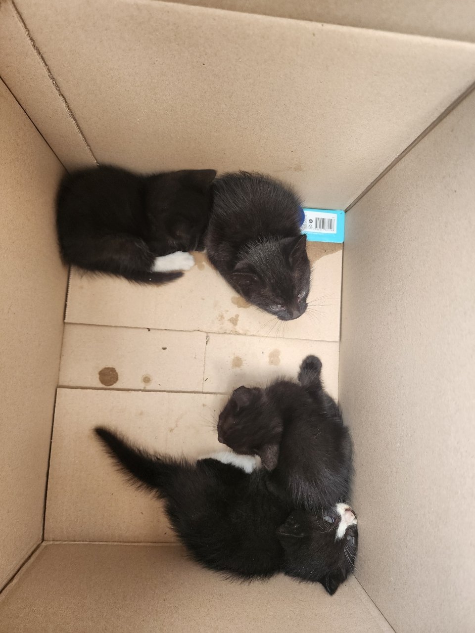 Kittens rescued from an abadoned house at Yongsan Demolition.JPG