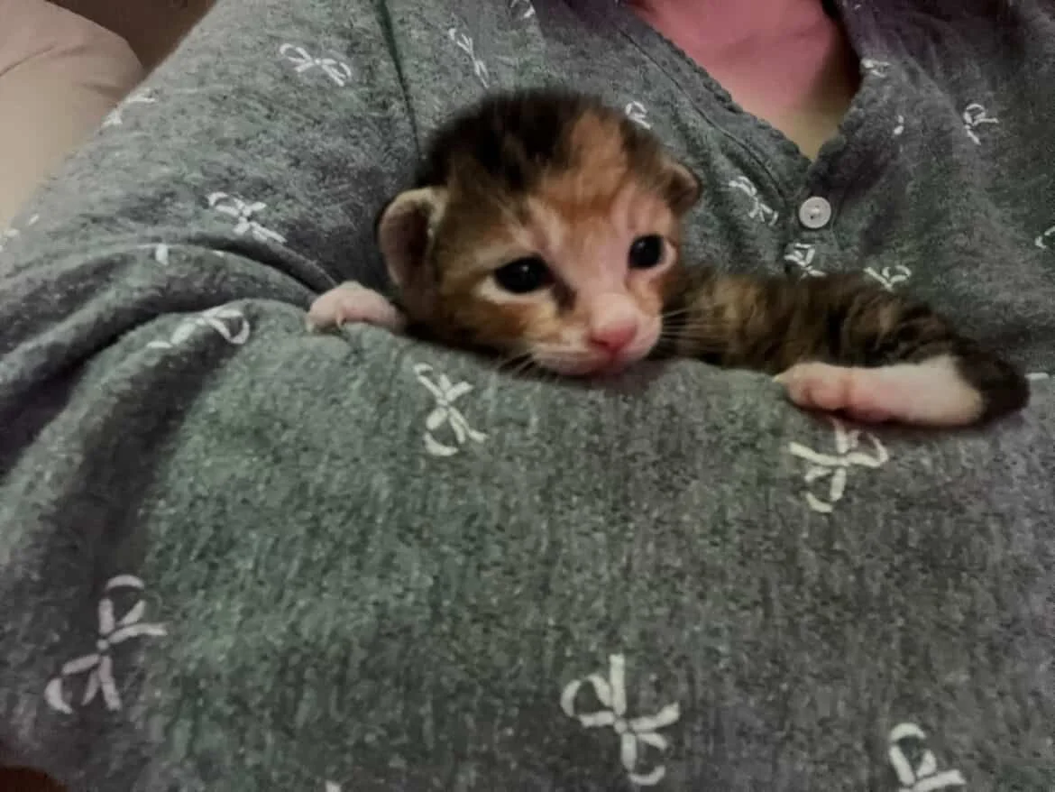 Kitten born at a foster home.JPG