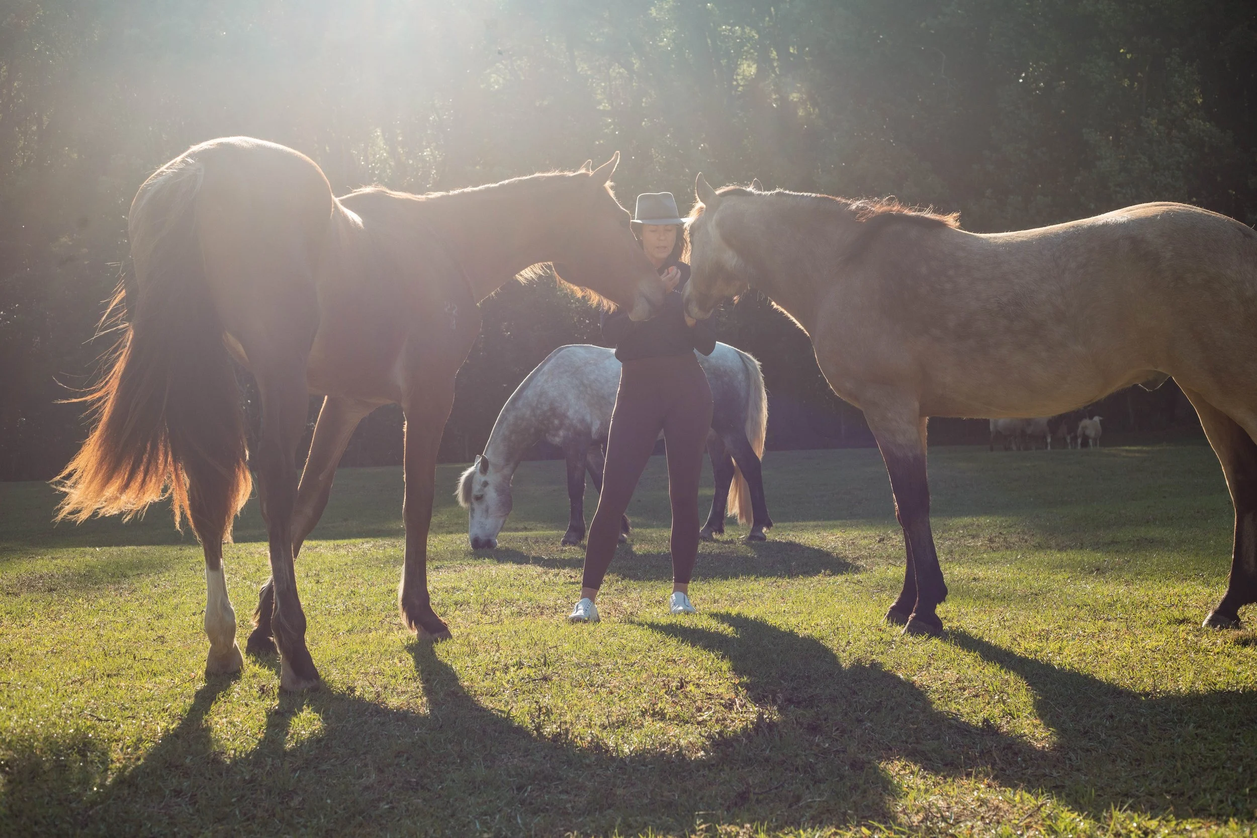 What Horses Know: Five Quiet Lessons for Women Navigating Change