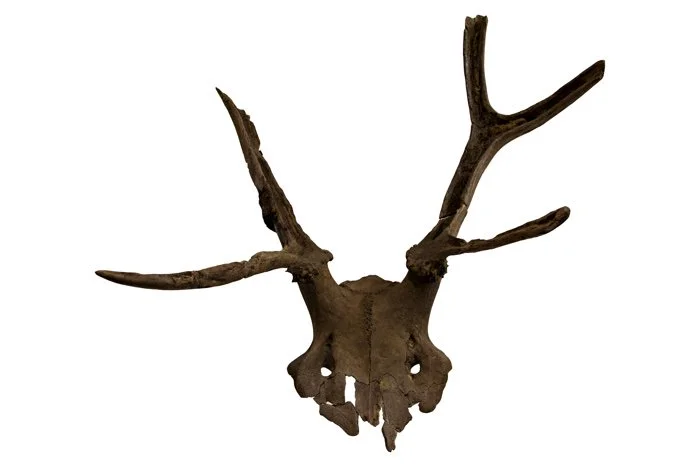 We'll be briefly exploring the ancient UK site o Star Carr where several ancient deer headdresses were found