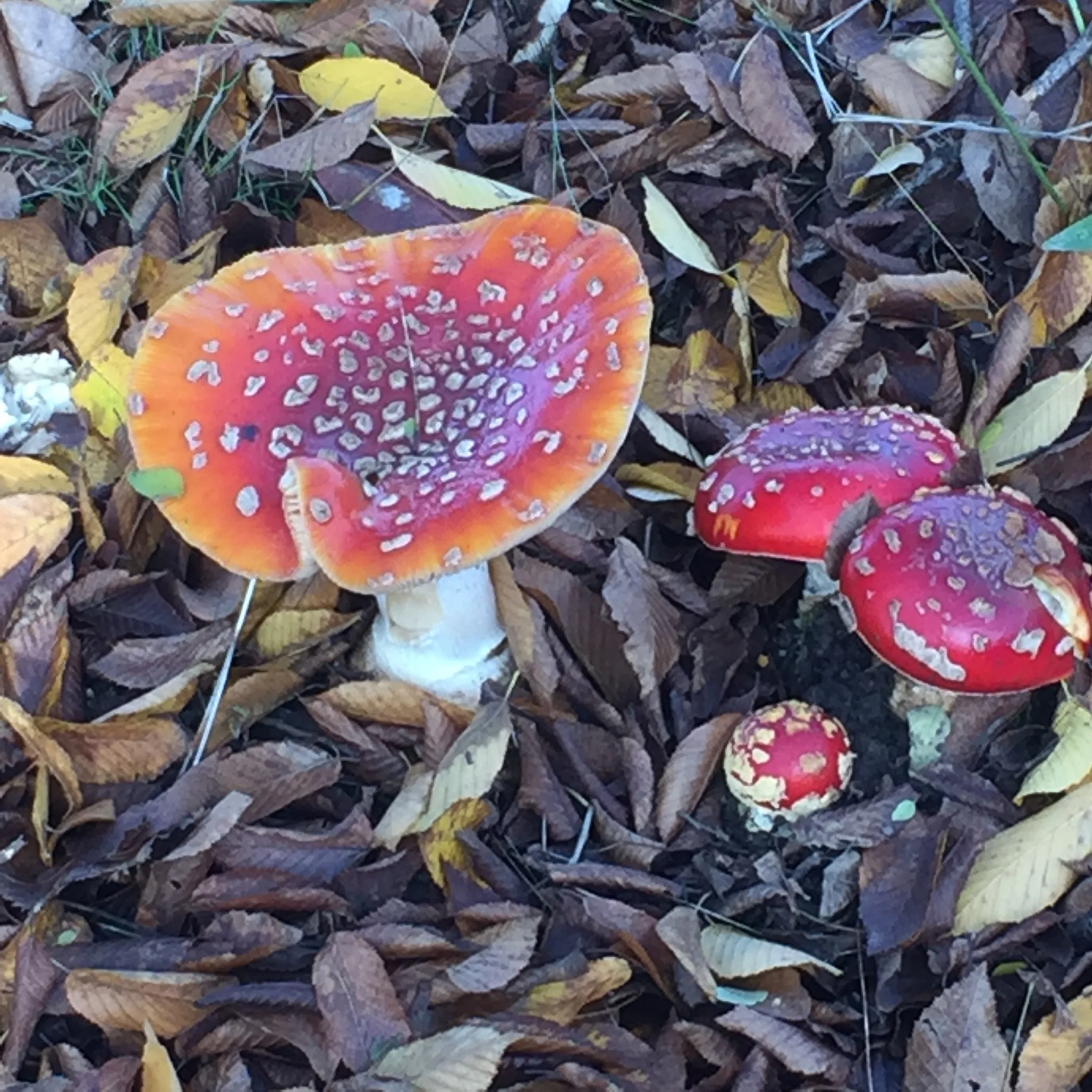Amanitas, a favorite food of reindeer.