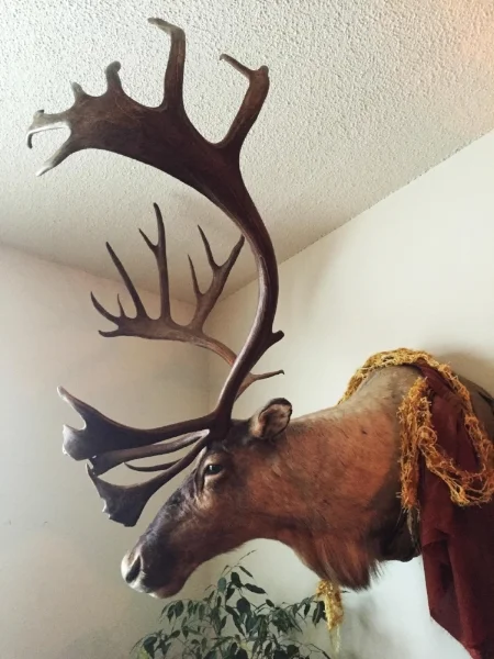 I have in my home a mounted caribou which I rescued from an estate sale.
