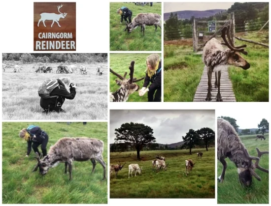 Visiting the Cairngorm Reindeer herd