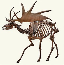 Irish Elk