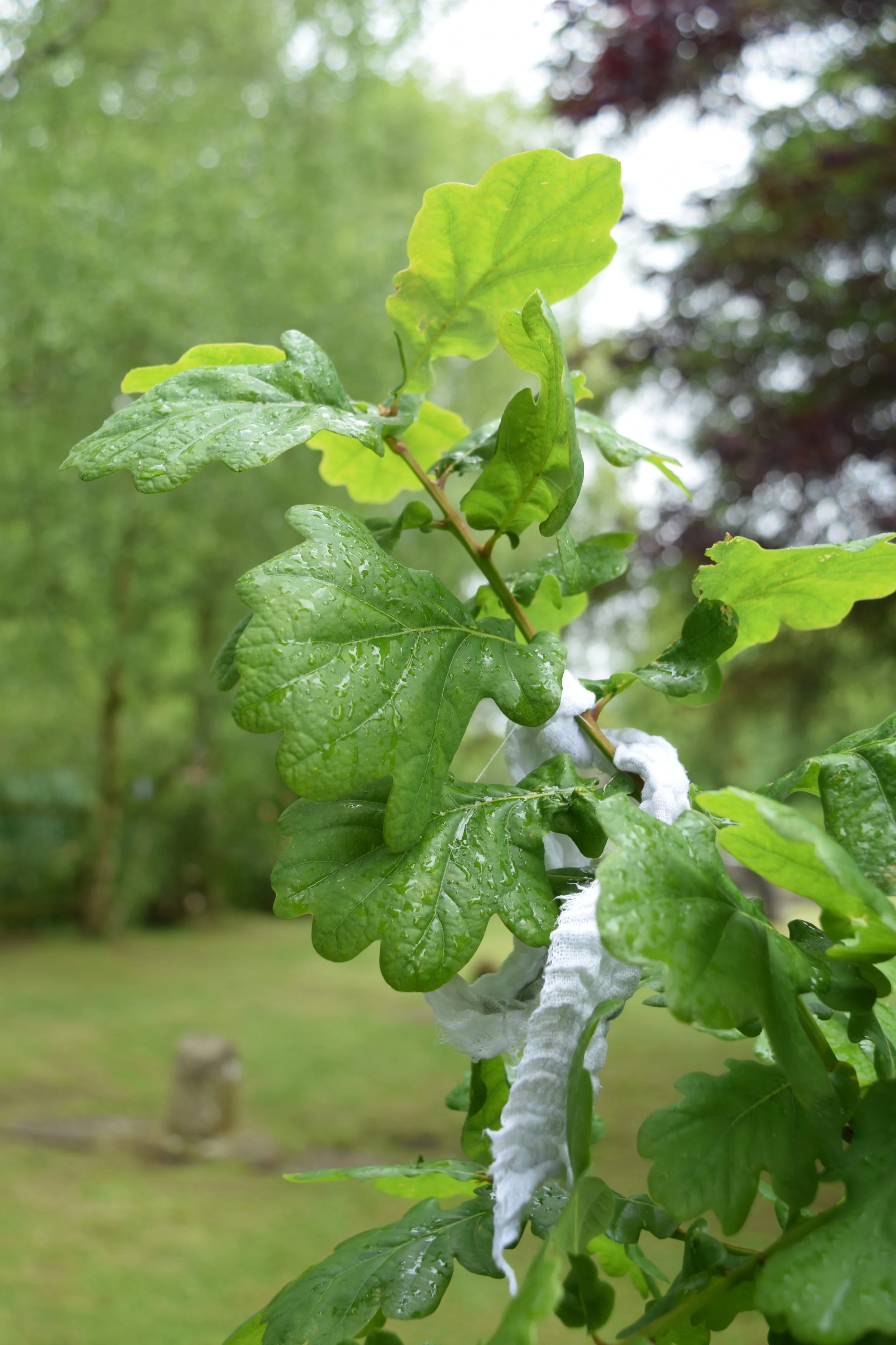 Clooties on oak tree.JPG