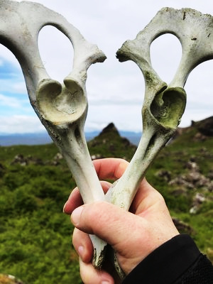 bones edit.jpg