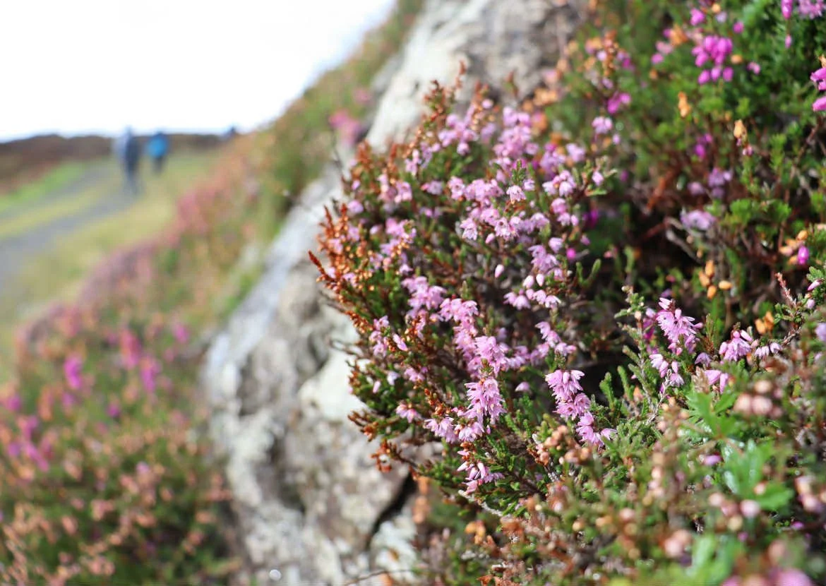 004b4edc-73be-4717-a178-a886532223a5 (1).jpeg