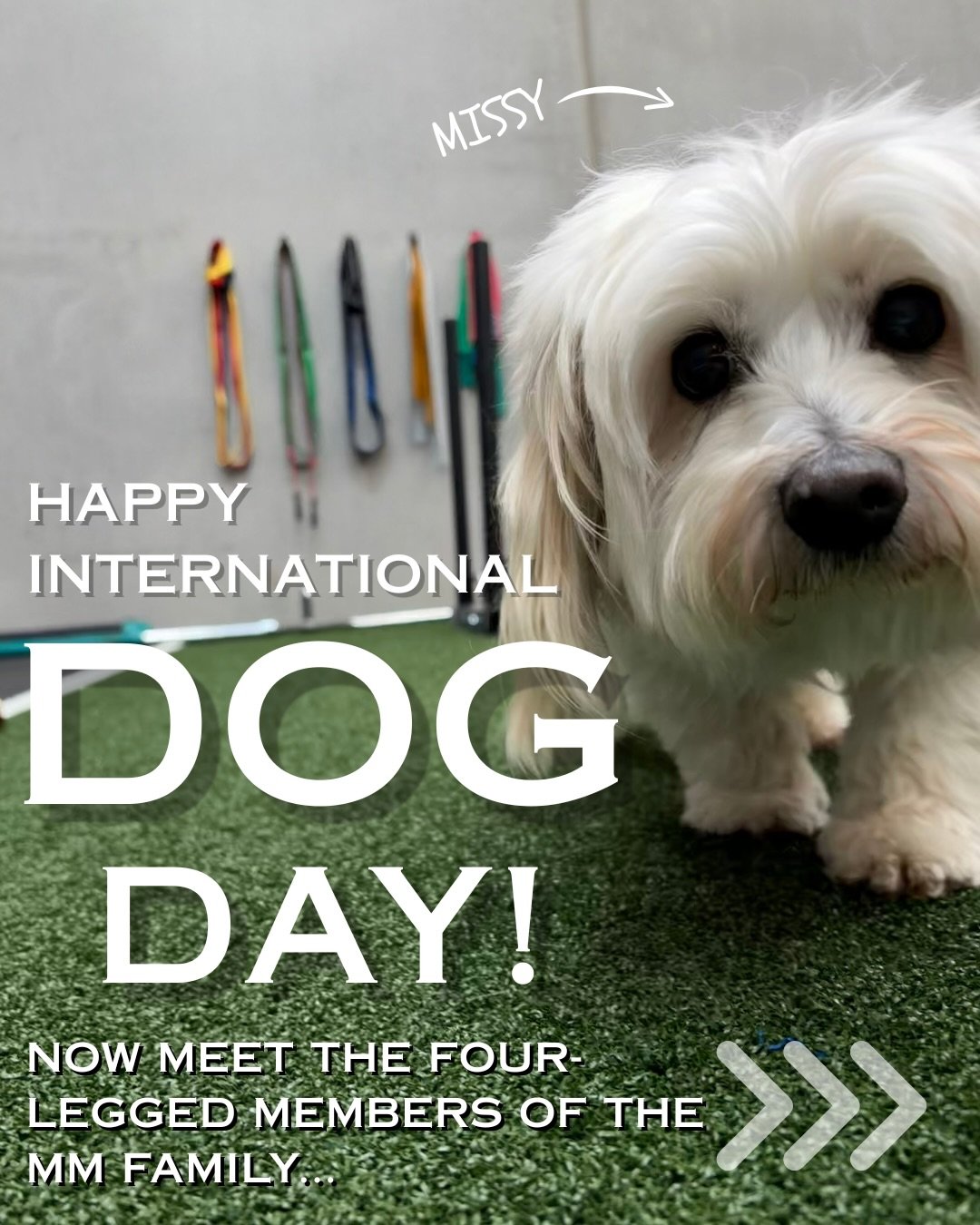 Happy International Dog Day 🐾🤍
Don&rsquo;t know if you&rsquo;ve noticed but we are big doggie fans at Mastering Movement!
And because Dog Day is even better when we can give back, we&rsquo;re supporting AAPS 🐶🐱

If you&rsquo;re visiting the clini