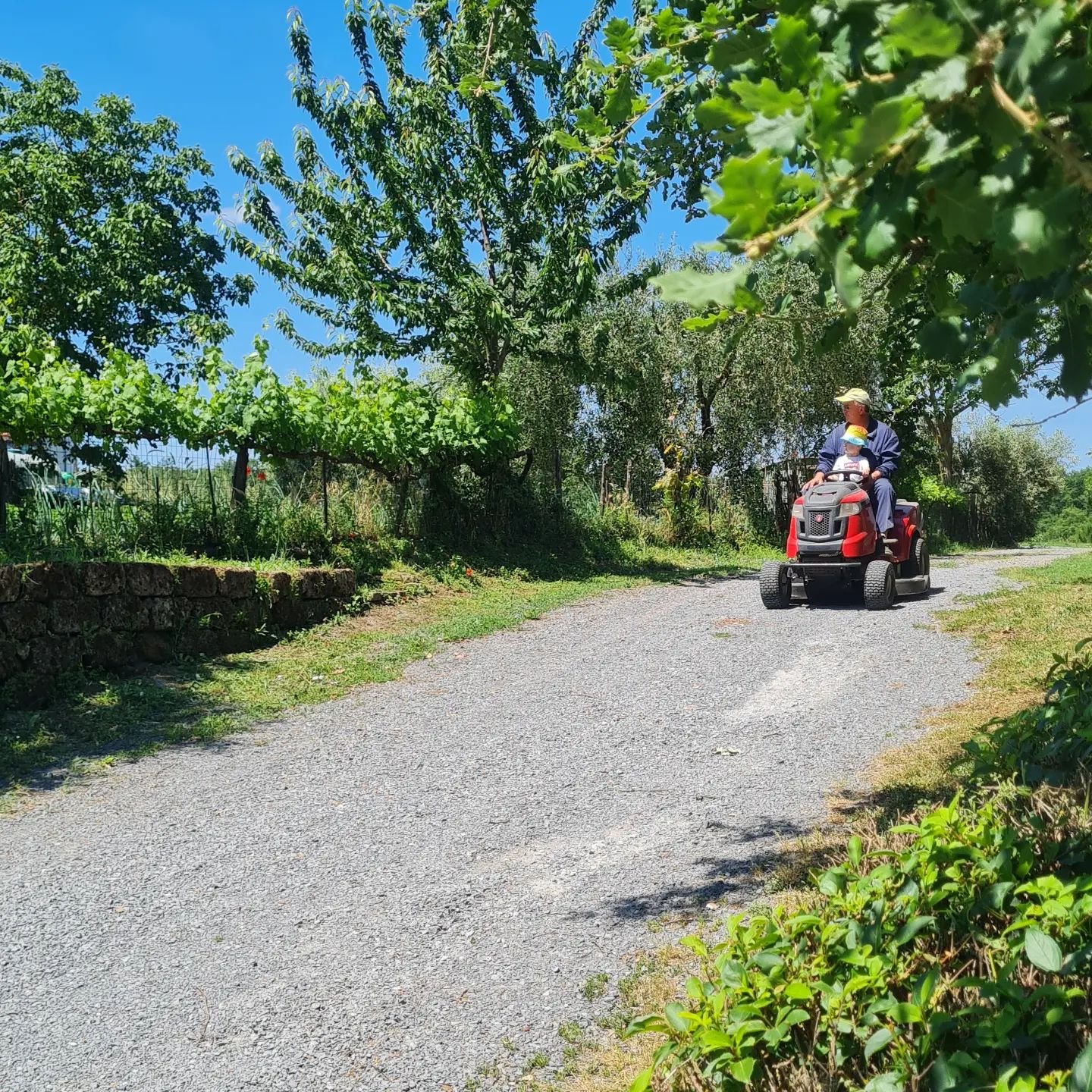 🫠 Grandfather and Grandson!

#cerqueto #agriturismo #campagnaamica #lazio #italy #holiday #nature #gardening