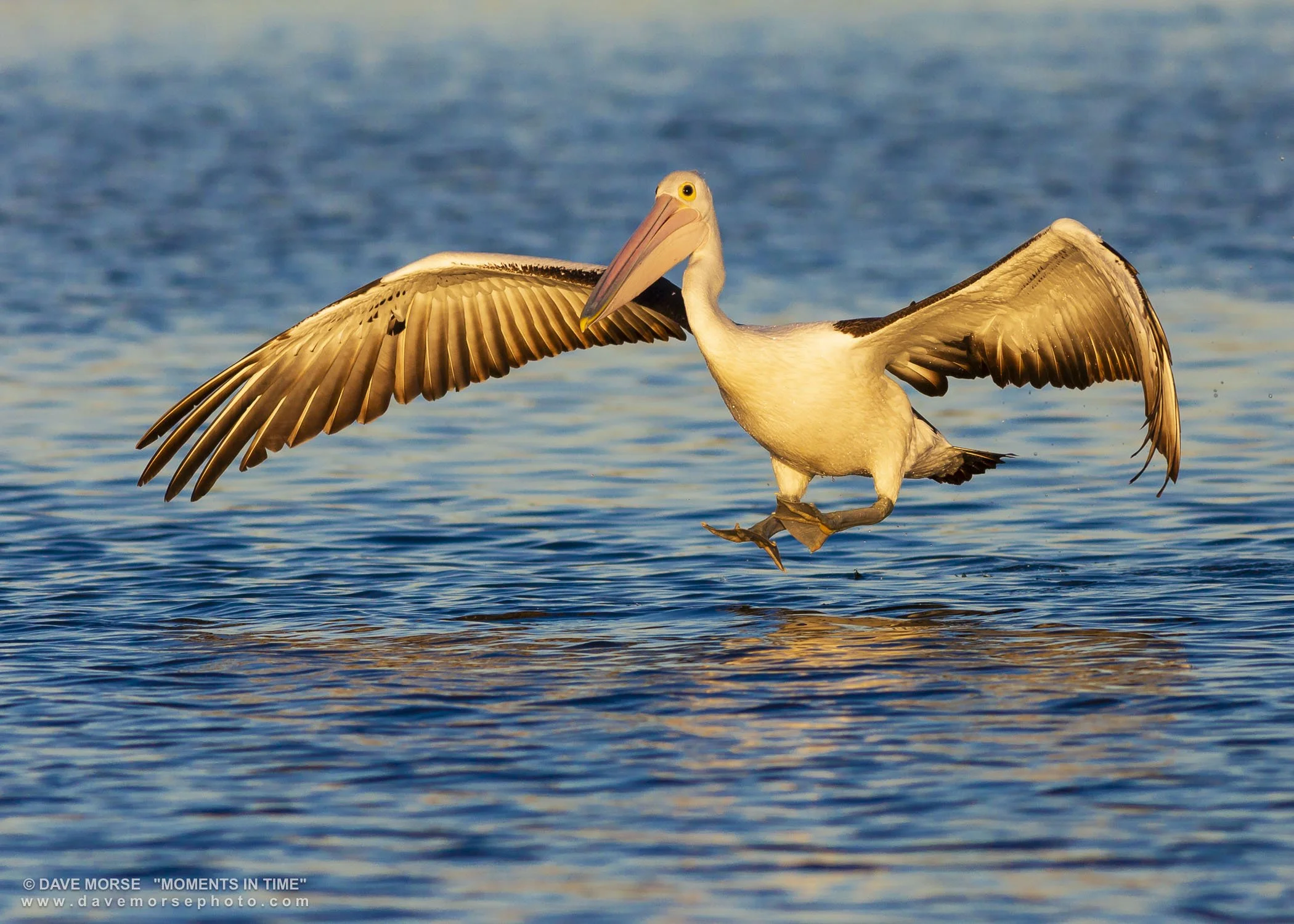 Wildlife. Image No.7A3479.20117