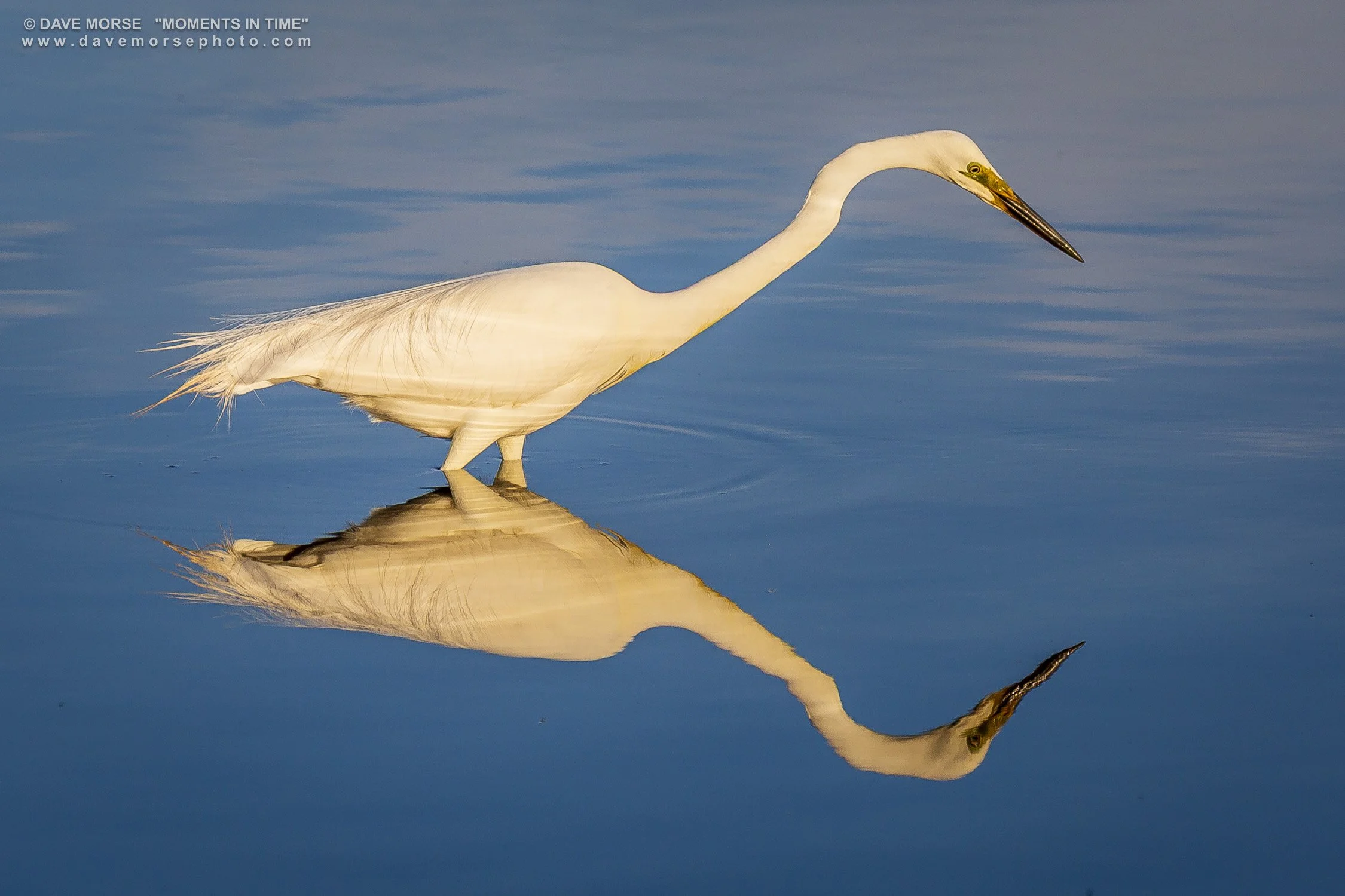 Wildlife. Image No. 7A6093.211017