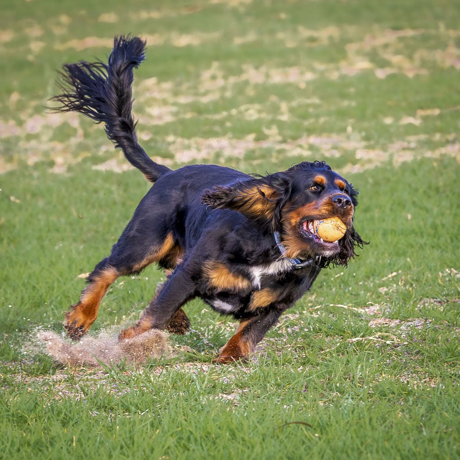 Park Dogs. Image No. 6DM1532.28325