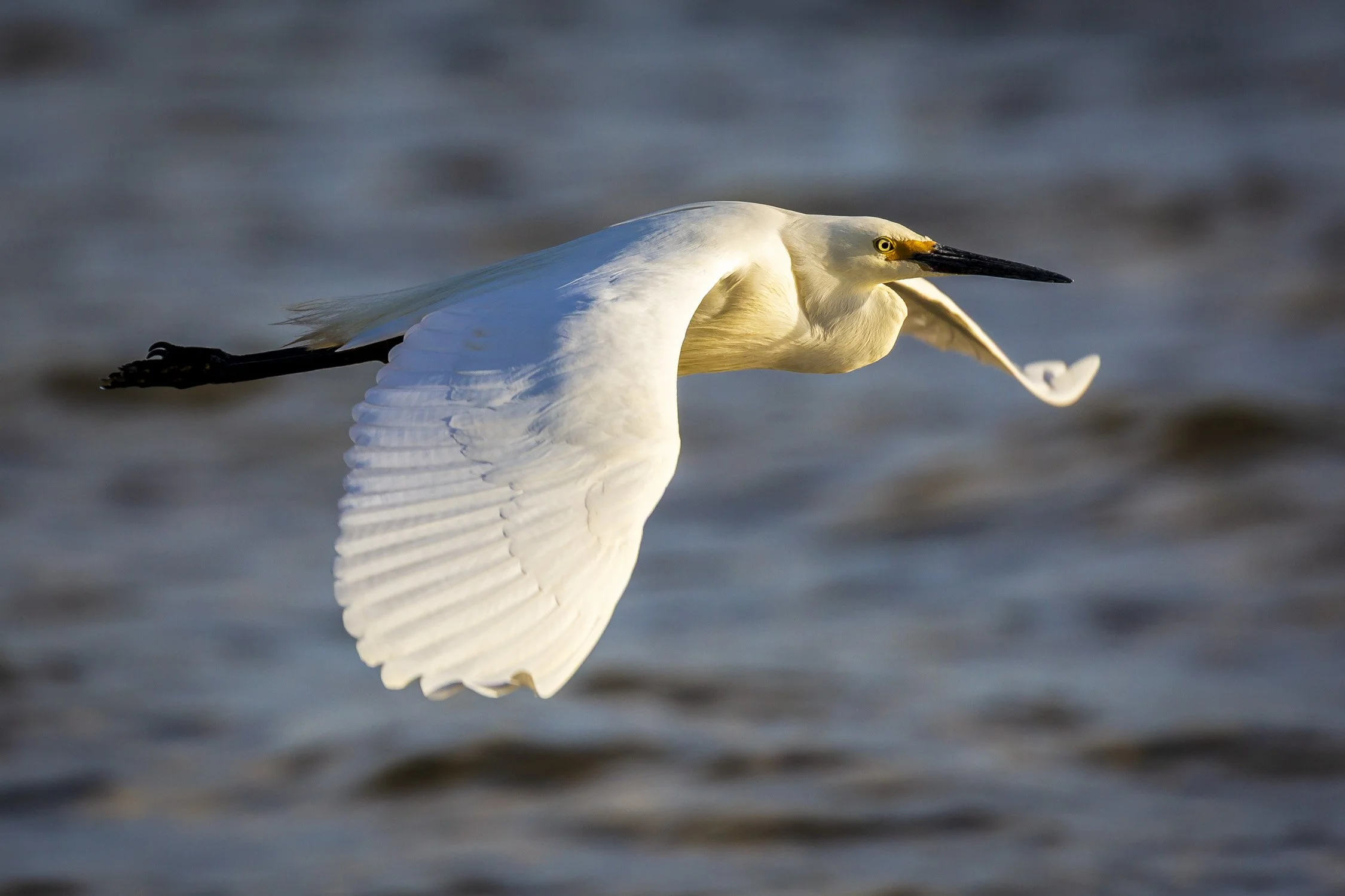 Wildlife. Image No. A9387.8111717.32