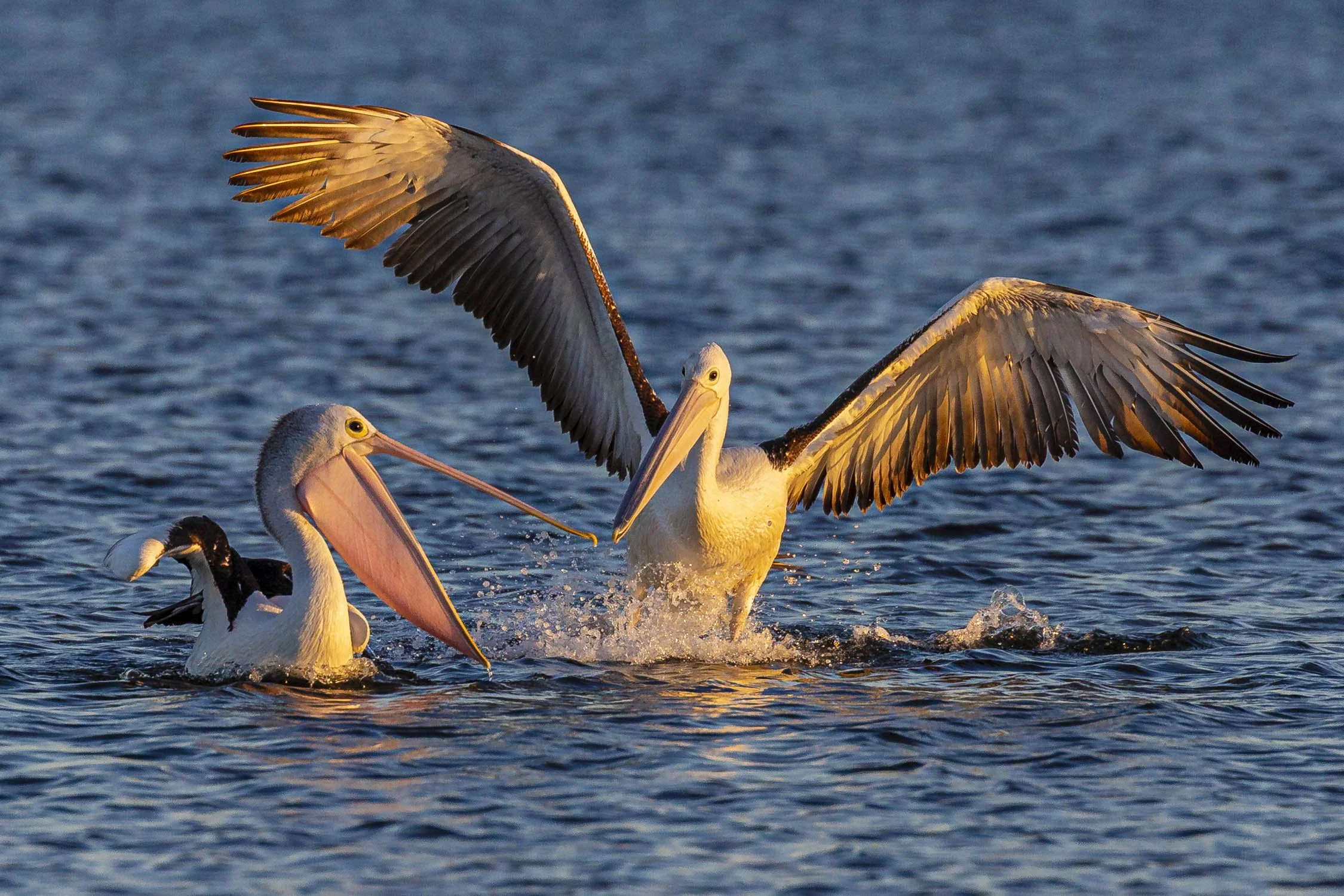 Wildlife. Image No. A3319.291217.32