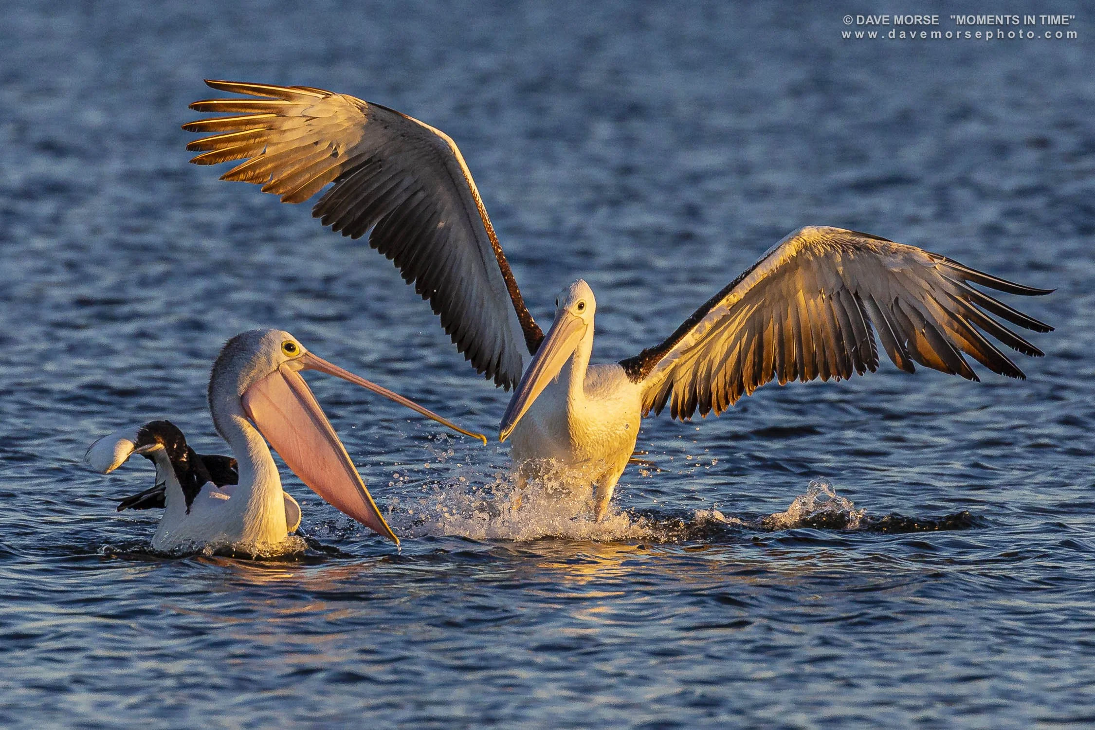 Wildlife. Image No. 7A3319.291217