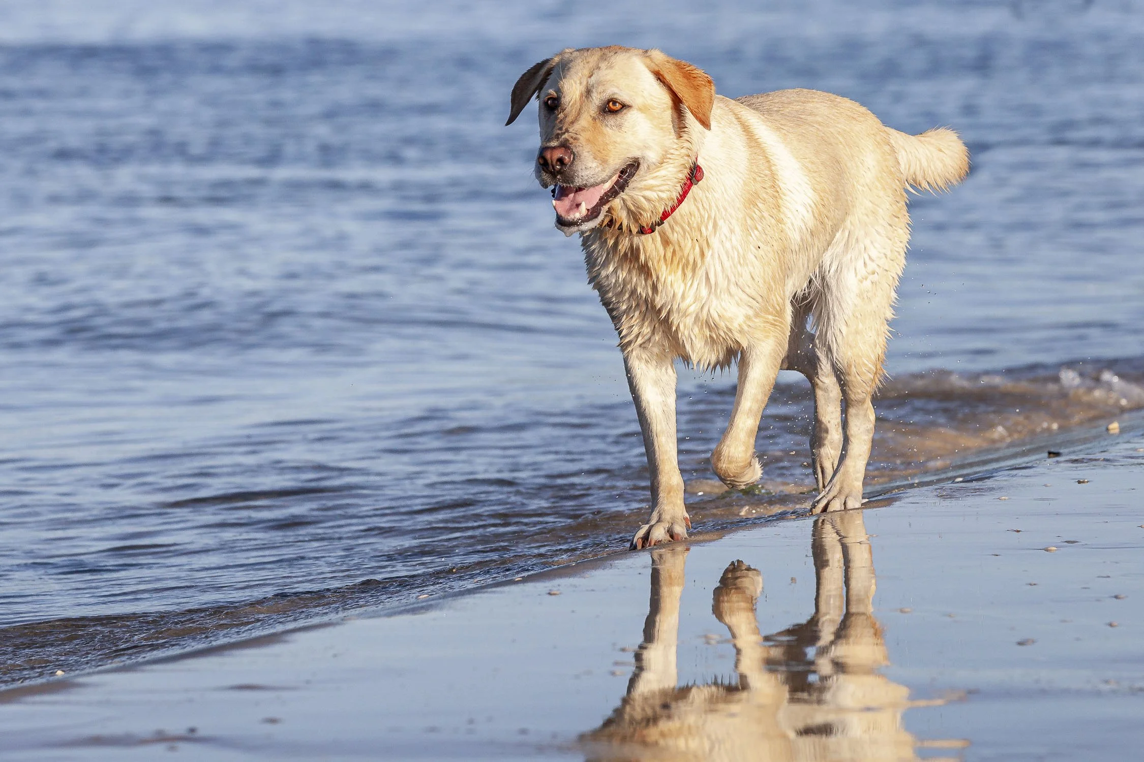 Dogs. Image No. 4846.26211.32