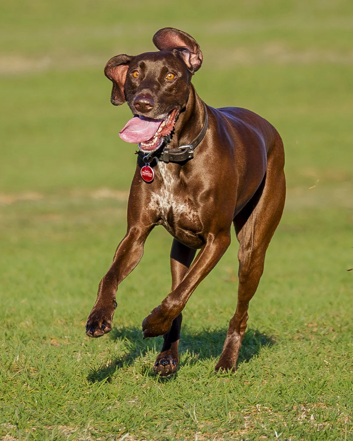 Park Dogs. Image No. 6DM1532.28325