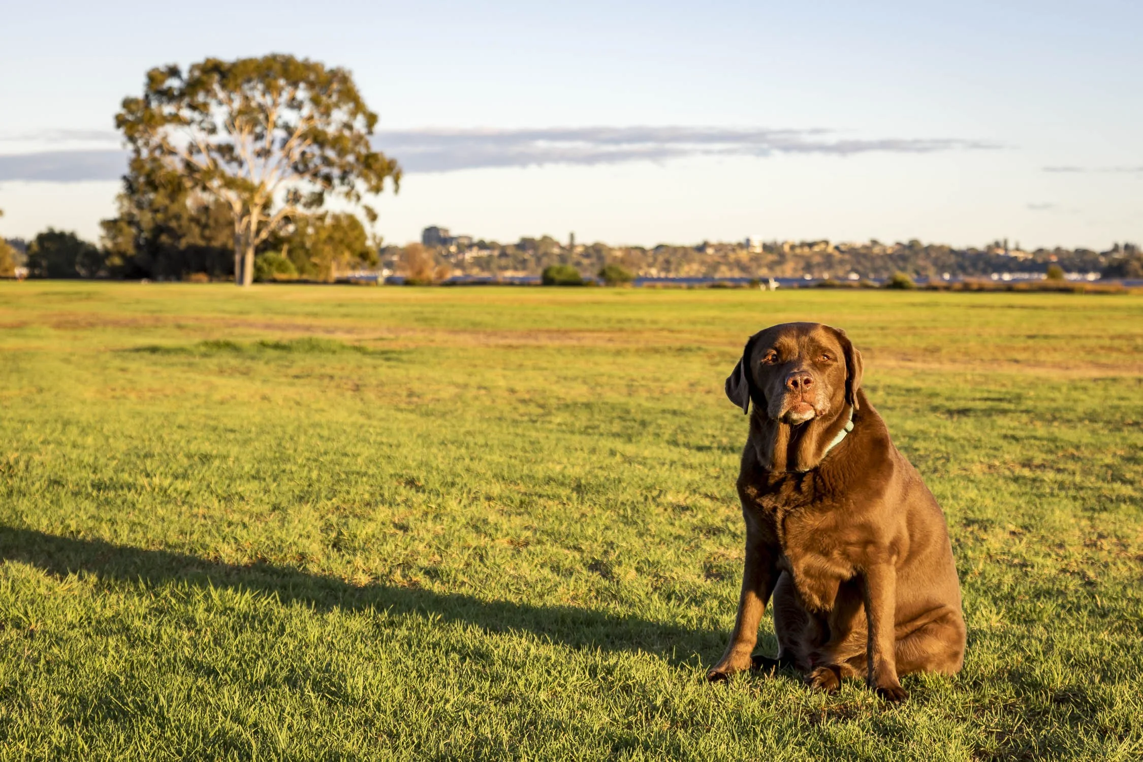 Park Dogs Image No. 6DM4198.14324.32