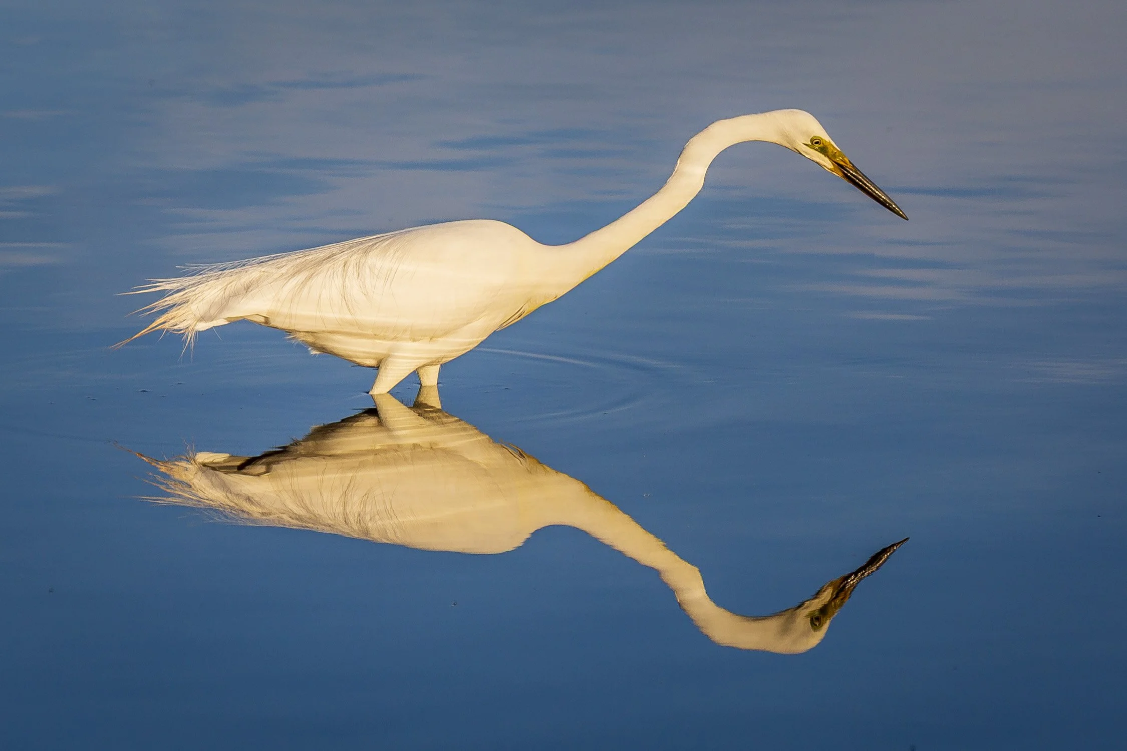 Wildlife. Image No. A6093.211017.32