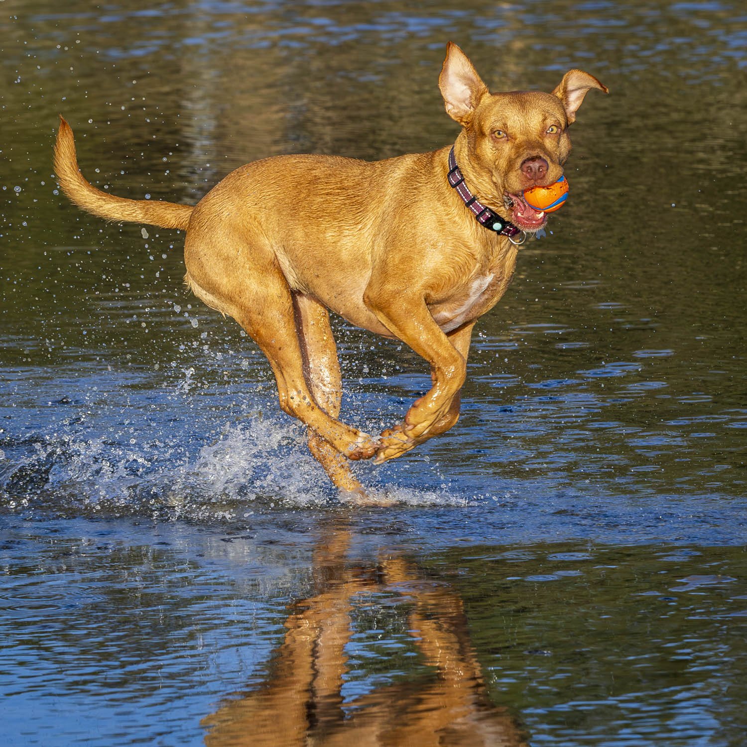 Beach Dogs. Image No. 3656.9324.11