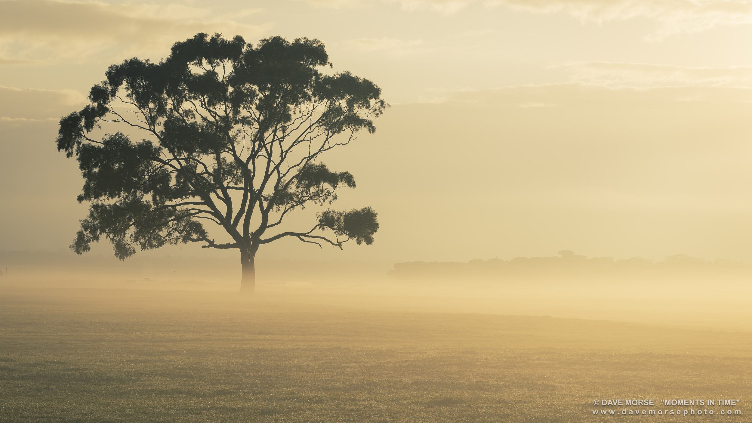 Attadale. Image No. 8337.181021.169 ... The lone tree one foggy morning. 18/10/2 2021.