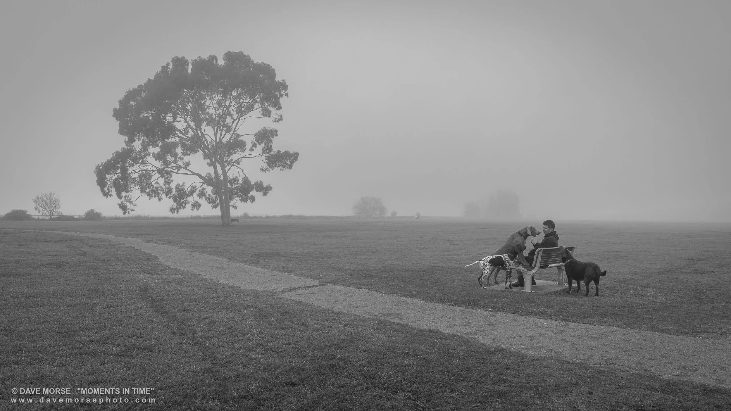 Attadale. Image No. 8759.1923.169 ... Man's best friends, one foggy mysterious morning. 1/9/2023.