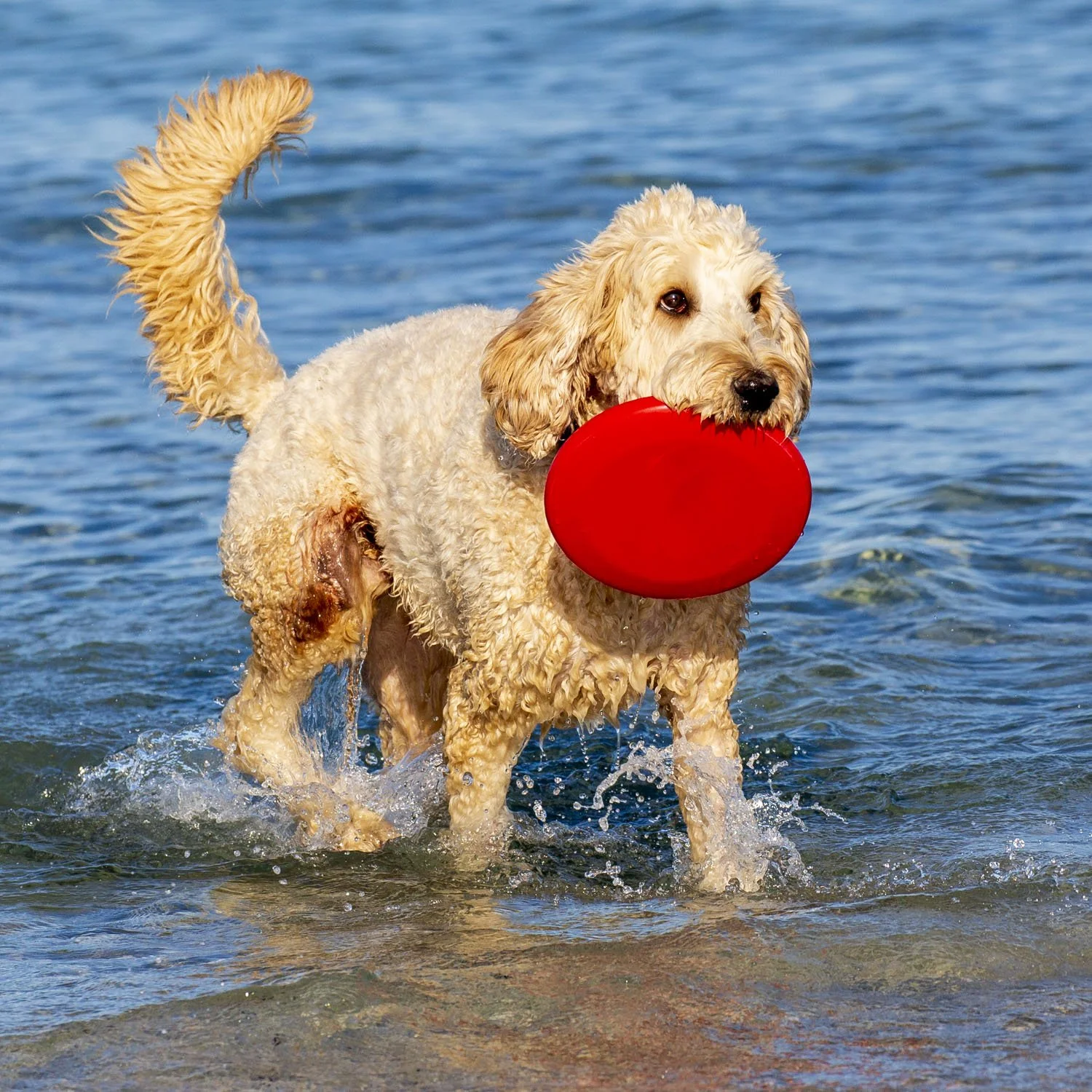 Beach Dogs. Image No.T70452.22122.11