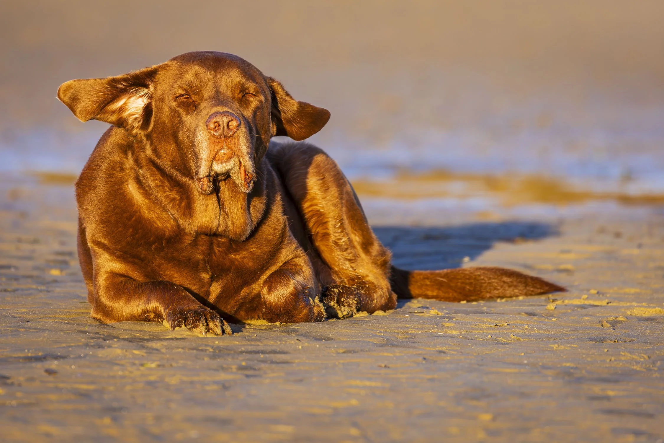 Beach Dogs. Image No. 4945.20325.32