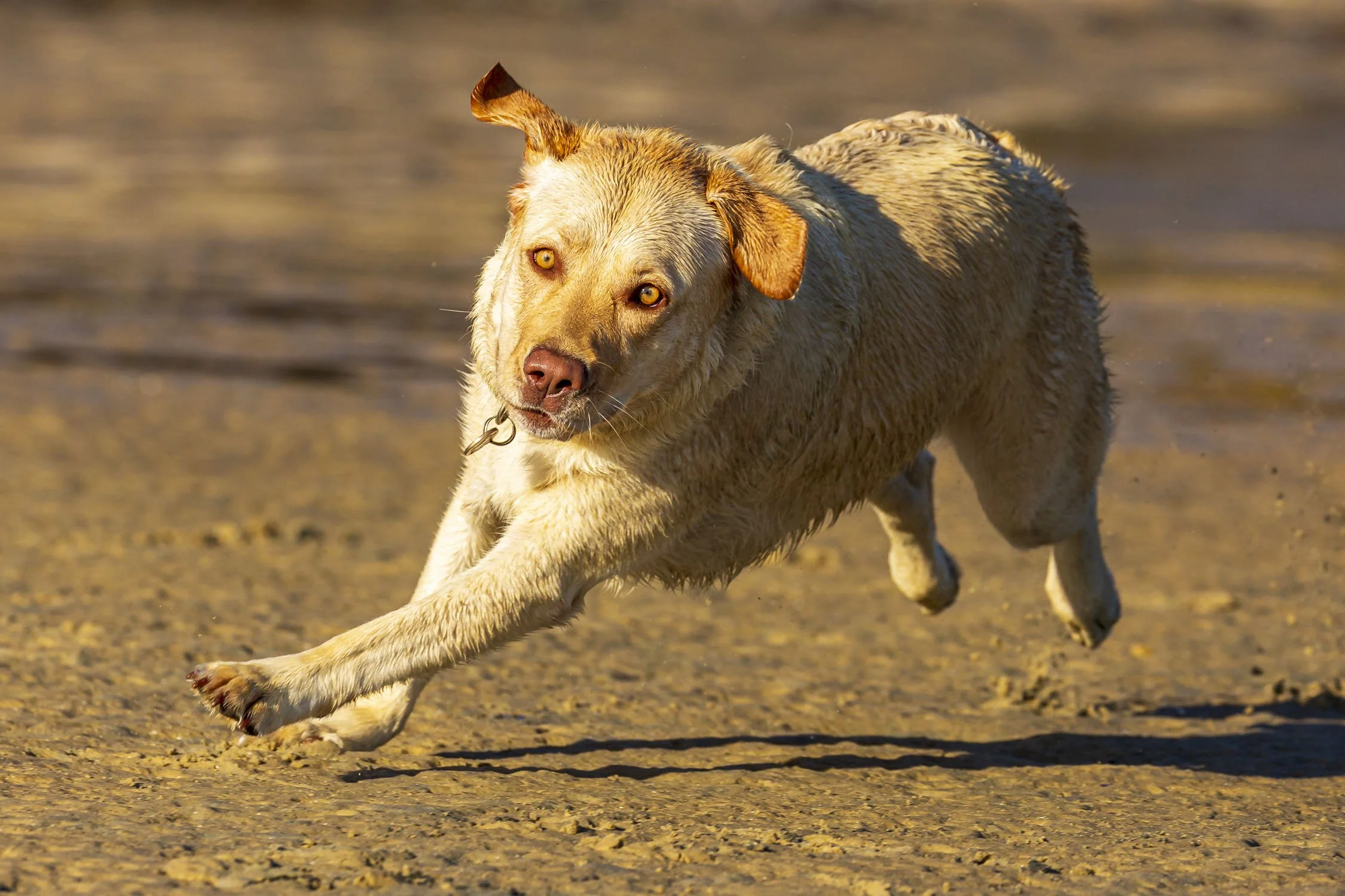 Beach Dogs Image No. 0097.10222.32