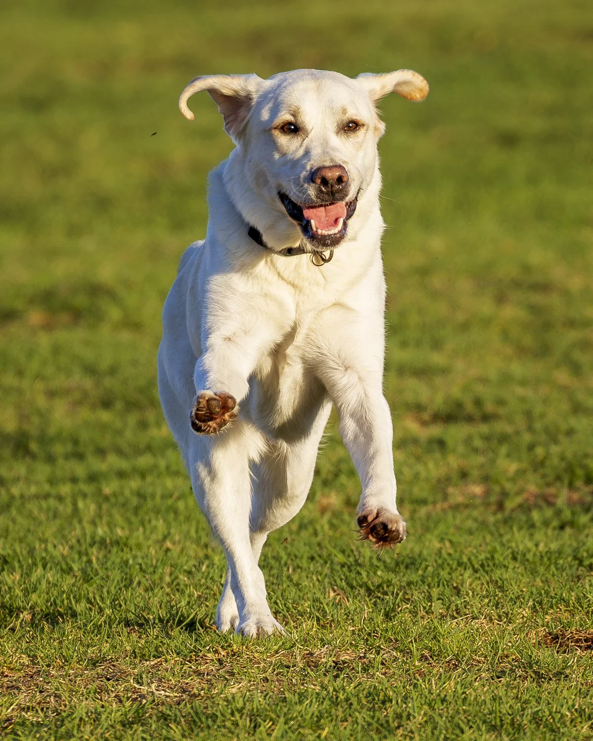 Park Dogs. Image No. 6DM9789.28325